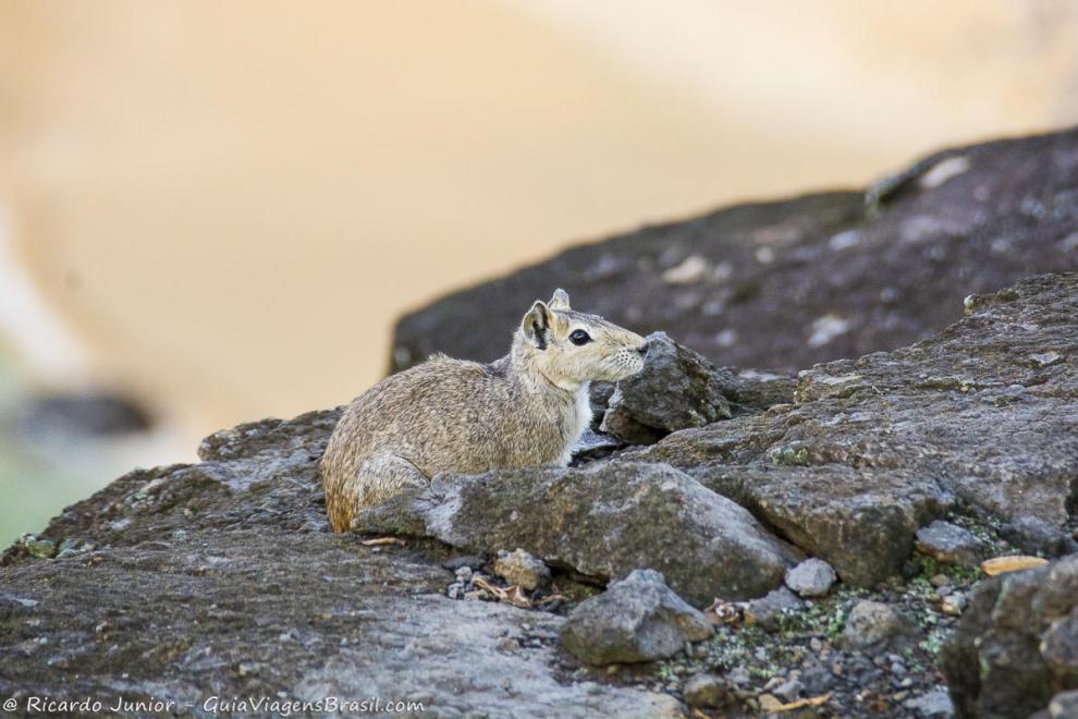 Imagem de um bichinho nas pedras da praia em Fernando de Noronha.